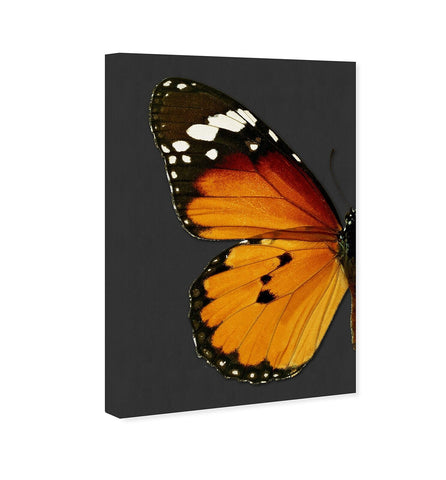 The Oliver Gal Artist Co. Animals Wall Art Canvas Prints 'Monarch and Gray Bu...