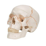 3B Scientific A21 Plastic 3 Part Numbered Human Classic Skull Model, 7.9" x 5...