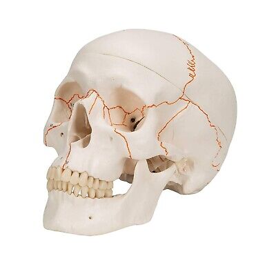 3B Scientific A21 Plastic 3 Part Numbered Human Classic Skull Model, 7.9" x 5...