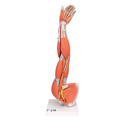 3B Scientific M10 Dissectible Muscled Arm 6-part - 3B Smart Anatomy