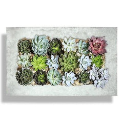 Modern Home Living Wall Galvanized Steel/Zinc Succulent Planter (Aged Zinc, H...