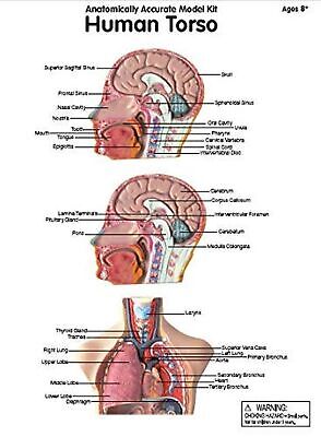 hand2mind 19 Inch Tabletop Human Torso Model, Anatomically Accurate Kit, 10 R...