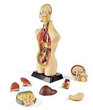 hand2mind 19 Inch Tabletop Human Torso Model, Anatomically Accurate Kit, 10 R...