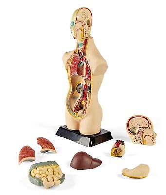 hand2mind 19 Inch Tabletop Human Torso Model, Anatomically Accurate Kit, 10 R...