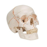 3B Scientific A21 Plastic 3 Part Numbered Human Classic Skull Model, 7.9" x 5...