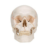 3B Scientific A21 Plastic 3 Part Numbered Human Classic Skull Model, 7.9" x 5...