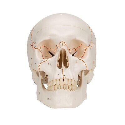 3B Scientific A21 Plastic 3 Part Numbered Human Classic Skull Model, 7.9" x 5...