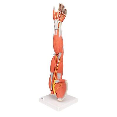 3B Scientific M10 Dissectible Muscled Arm 6-part - 3B Smart Anatomy