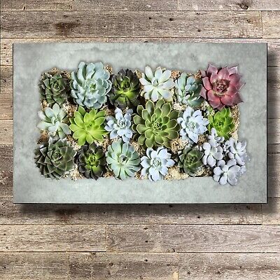 Modern Home Living Wall Galvanized Steel/Zinc Succulent Planter (Aged Zinc, H...