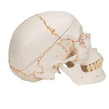 3B Scientific A21 Plastic 3 Part Numbered Human Classic Skull Model, 7.9" x 5...