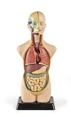 hand2mind 19 Inch Tabletop Human Torso Model, Anatomically Accurate Kit, 10 R...