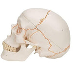 3B Scientific A21 Plastic 3 Part Numbered Human Classic Skull Model, 7.9" x 5...