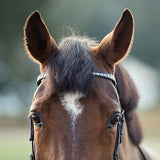 HORZE Weston Padded Leather Snaffle Bridle with Flash Noseband and Web Reins ...