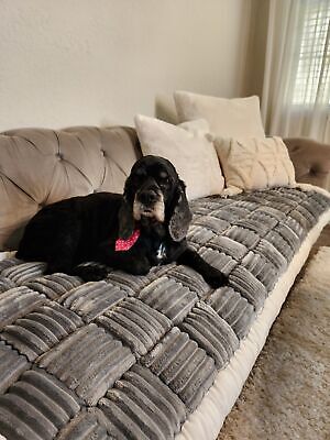 Color Checkerboard Dog and Cat Pet Mat, Dog Bed Cover Large Plaid Square Pet ...