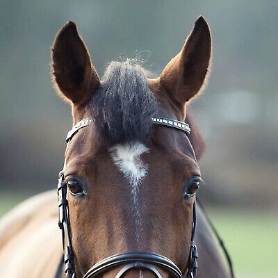 HORZE Weston Padded Leather Snaffle Bridle with Flash Noseband and Web Reins ...