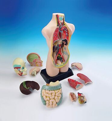 hand2mind 19 Inch Tabletop Human Torso Model, Anatomically Accurate Kit, 10 R...