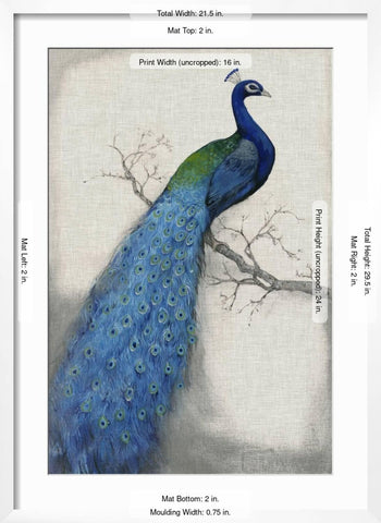 ART.COM Wall Art Print Peacock Blue I on White Frame by Tim O'toole, 21" x 29"