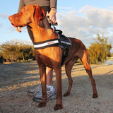 EzyDog Convert Trail-Ready Outdoor Adjustable Dog Harness - Perfect for Hikin...