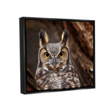 Stupell Industries Horned Owl Nature Photography Framed Floater Canvas Wall A...